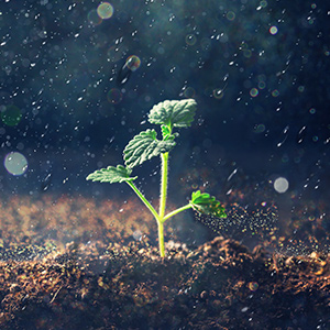 植物