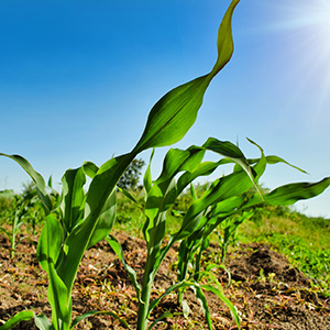 plant-4803128_1920