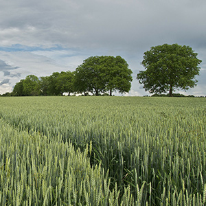 wheat